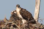 Baby Osprey