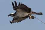 Osprey