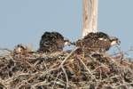 Baby Osprey