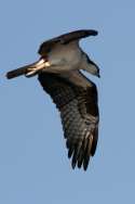 Osprey