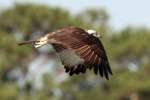 Osprey