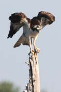 Osprey