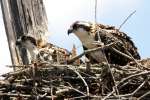 Baby Osprey