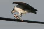 Osprey