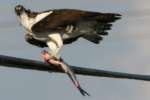 Osprey