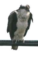 Osprey