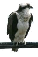 Osprey
