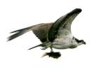 Osprey