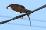 Osprey