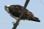 Osprey