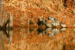 Turtles
