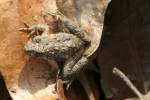 Toad
