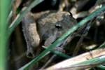 Toad