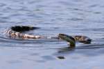 Texas Rat Snake