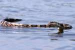Texas Rat Snake