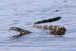 Texas Rat Snake