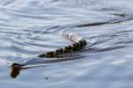 Texas Rat Snake