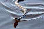 Texas Rat Snake