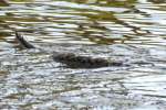 Texas Rat Snake