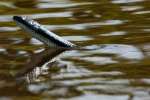 Texas Rat Snake