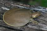 Smooth Softshell Turtle