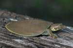 Smooth Softshell Turtle