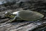 Smooth Softshell Turtle