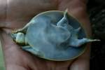 Smooth Softshell Turtle
