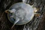 Smooth Softshell Turtle