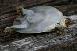 Smooth Softshell Turtle