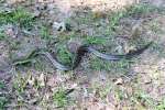 Great Plains Rat Snake