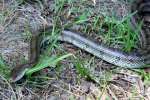 Great Plains Rat Snake