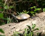 Turtles
