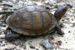 Three-toed Box Turtle