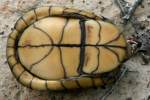 Three-toed Box Turtle