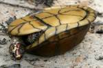 Three-toed Box Turtle