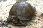Three-toed Box Turtle