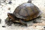 Three-toed Box Turtle