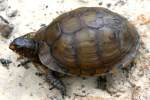 Three-toed Box Turtle