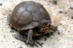 Three-toed Box Turtle