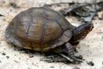 Three-toed Box Turtle