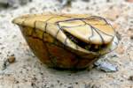Three-toed Box Turtle
