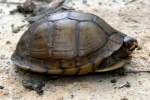 Three-toed Box Turtle
