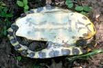 Three-toed Box Turtle