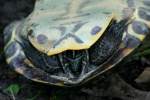 Three-toed Box Turtle