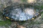 Three-toed Box Turtle