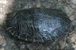 Three-toed Box Turtle
