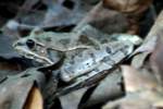Gray Treefrog