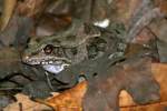 Gray Treefrog