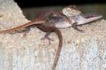 Green Anole Mating